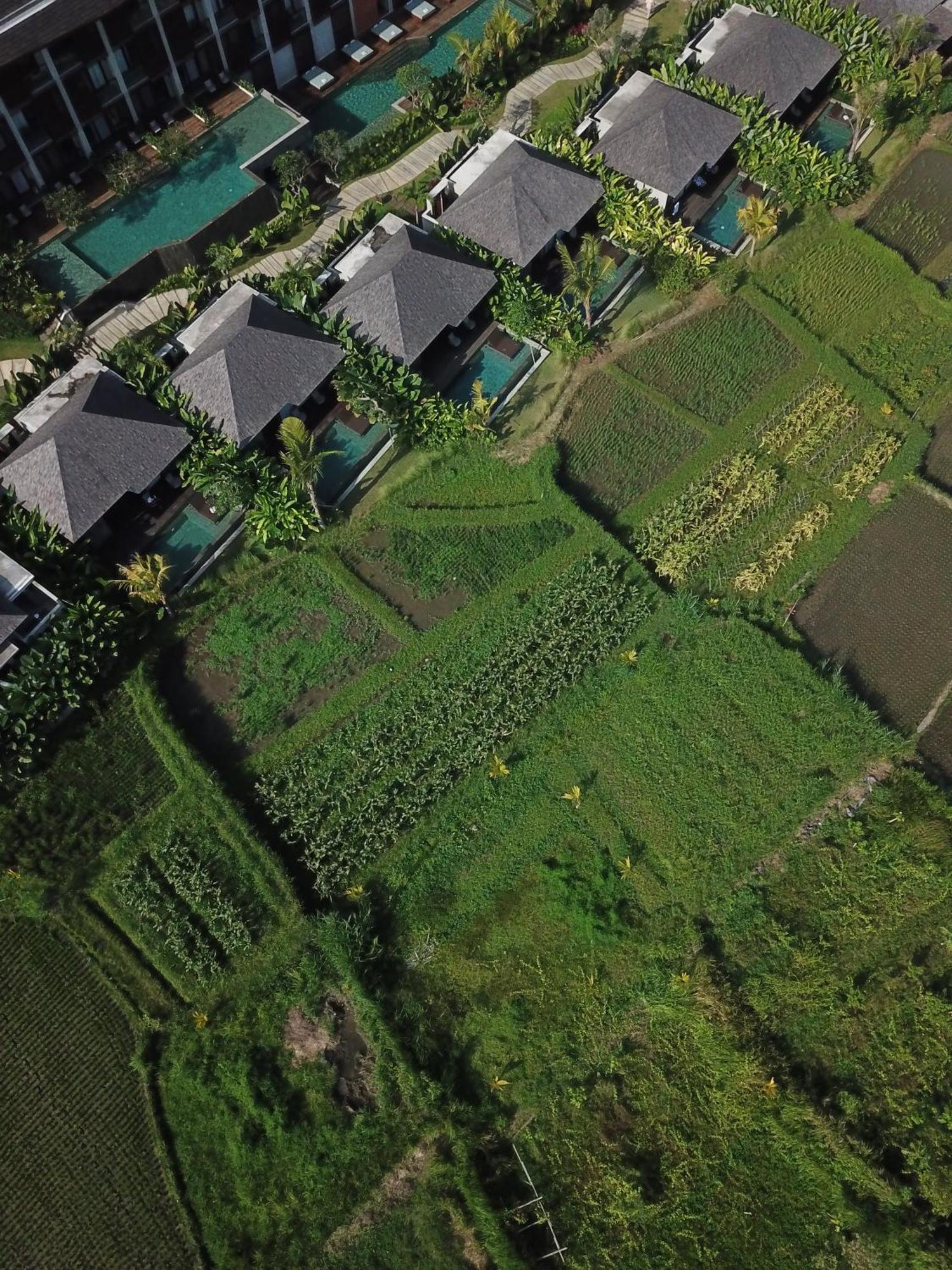 The Garcia Ubud Hotel & Resort Exterior foto
